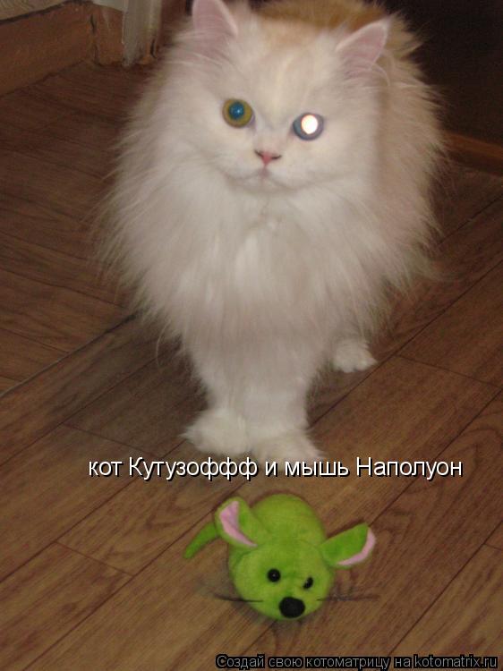 Котоматрица: кот Кутузоффф и мышь Наполуон