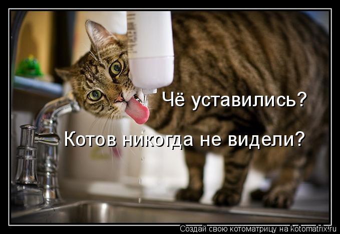 Котоматрица: Чё уставились? Котов никогда не видели?