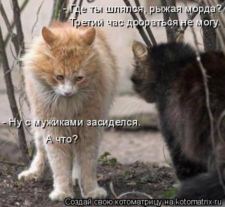 Котоматрица: - Где ты шлялся, рыжая морда? Третий час доораться не могу. - Ну с мужиками засиделся. А что?