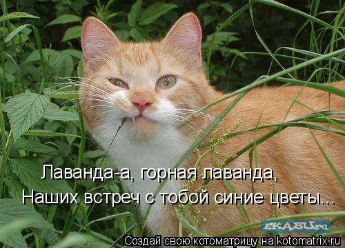 Котоматрица: Лаванда-а, горная лаванда,  Наших встреч с тобой синие цветы...