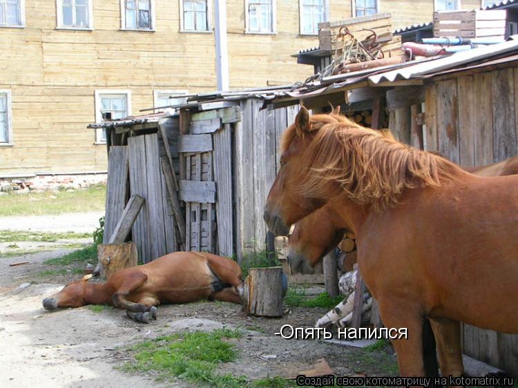 -Опять напился... Котоматрица: -Опять напился