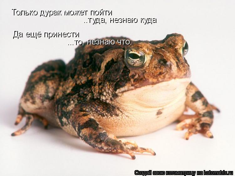 Котоматрица: Только дурак может пойти  ..туда, незнаю куда Да ещё принести  ...то, незнаю что.