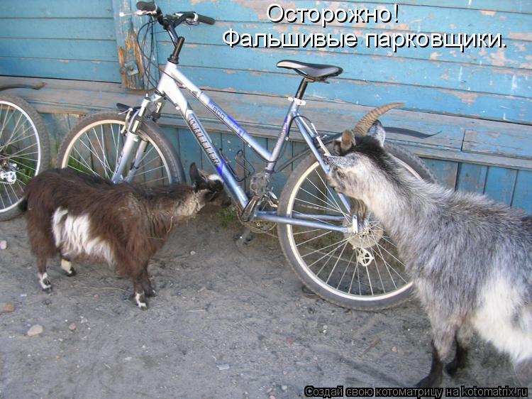 Котоматрица: Осторожно! Фальшивые парковщики.