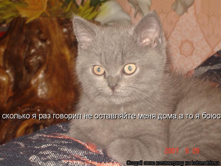Котоматрица: сколько я раз говорил не оставляйте меня дома,а то я боюсь!
