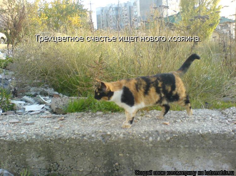 Котоматрица: Трёхцветное счастье ищет нового хозяина.