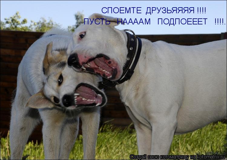 СПОЕМТЕ ДРУЗЬЯЯЯЯ !!!! ПУСТЬ НААААМ ПОДПОЕЕЕТ !!!!........ Котоматрица: СПОЕМТЕ ДРУЗЬЯЯЯЯ !!!! ПУСТЬ НААААМ ПОДПОЕЕЕТ !!!!.....