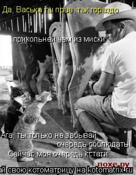 Котоматрица: Да, Васька ты прав, так гораздо  прикольней чем из миски Ага, ты только не забывай  очередь соблюдать!  Сейчас моя очередь кстати