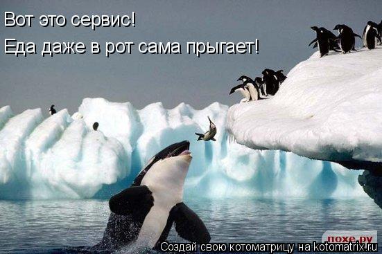 Котоматрица: Вот это сервис! Еда даже в рот сама прыгает!