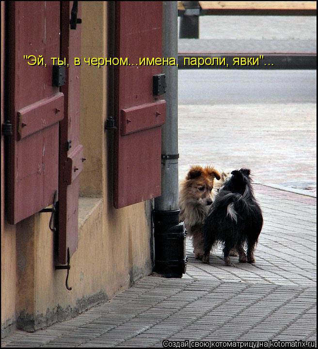 "Эй, ты, в черном...имена, пароли, явки"...... Котоматрица: "Эй, ты, в черном...имена, пароли, явки"...