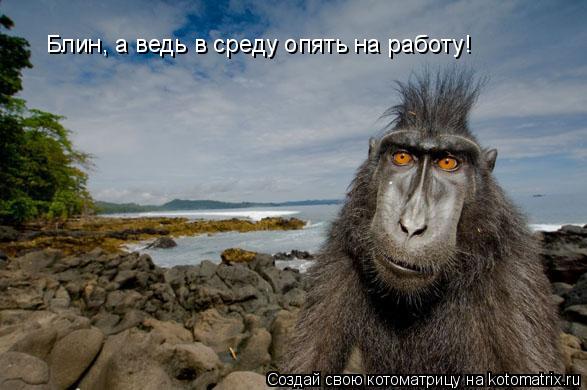 Котоматрица: Блин, а ведь в среду опять на работу!
