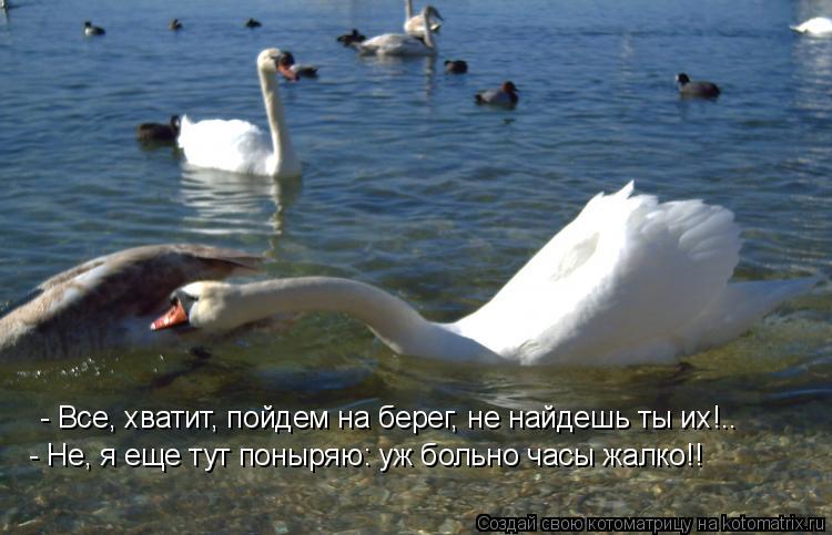 Котоматрица: - Все, хватит, пойдем на берег, не найдешь ты их!.. - Не, я еще тут поныряю: уж больно часы жалко!!