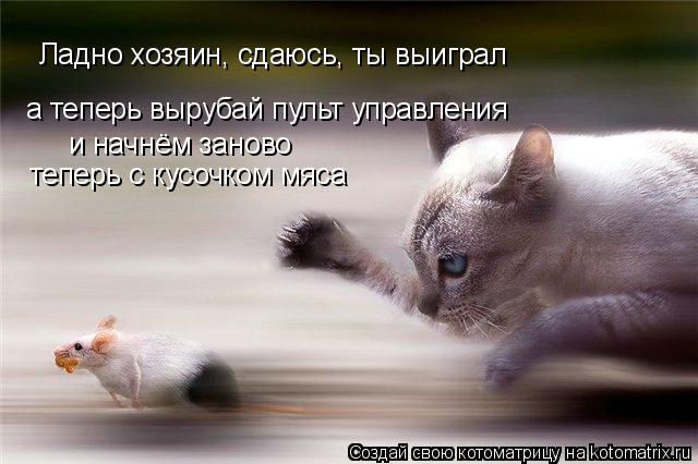 Котоматрица: Ладно хозяин, сдаюсь, ты выиграл а теперь вырубай пульт управления и начнём заново теперь с кусочком мяса