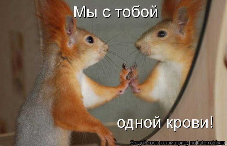 Мы с тобой одной крови!... Котоматрица: Мы с тобой одной крови!