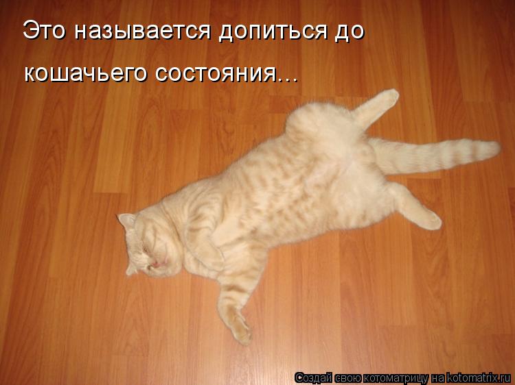 Котоматрица: Это называется допиться до кошачьего состояния...