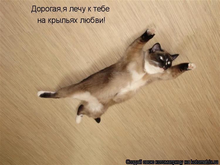 Дорогая,я лечу к тебе на крыльях любви!... Котоматрица: Дорогая,я лечу к тебе на крыльях любви!