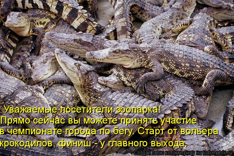 Уважаемые посетители зоопарка! Прямо сейчас вы можете принять участие в чемпионате города по бегу. Ст... Котоматрица: Уважаемые посетители зоопарка! Прямо сейчас вы можете принять участие в чемпионате города по бегу. Старт от вольера крокодилов, финиш - у гл