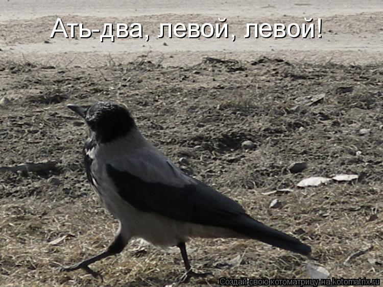 Ать-два, левой, левой!... Котоматрица: Ать-два, левой, левой!