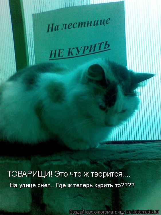 ТОВАРИЩИ! Это что ж творится.... На улице снег... Где ж теперь курить то????... Котоматрица: ТОВАРИЩИ! Это что ж творится.... На улице снег... Где ж теперь курить то????