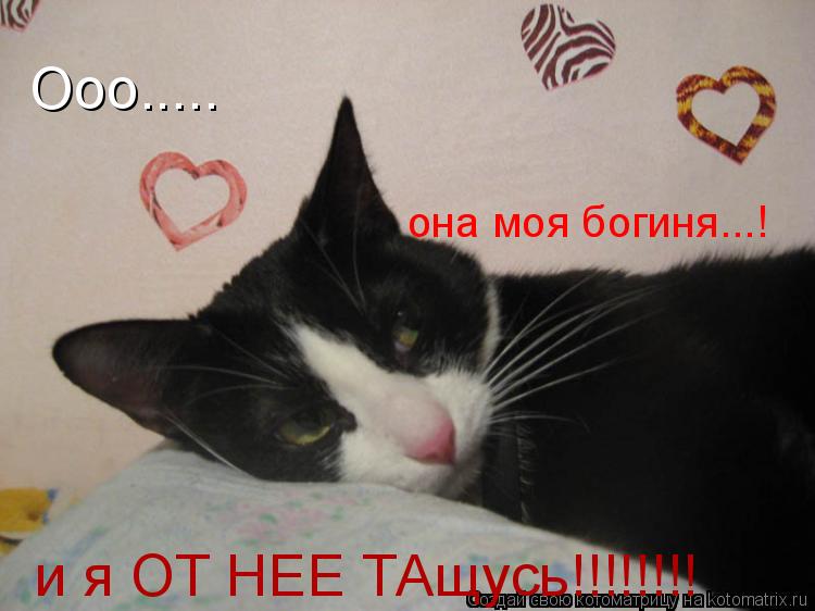 Ооо..... и я ОТ НЕЕ ТАщусь!!!!!!!! она моя богиня...!... Котоматрица: Ооо..... и я ОТ НЕЕ ТАщусь!!!!!!!! она моя богиня...!