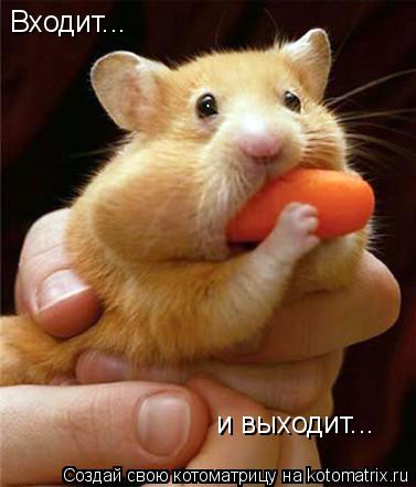 Котоматрица: Входит...  и выходит...