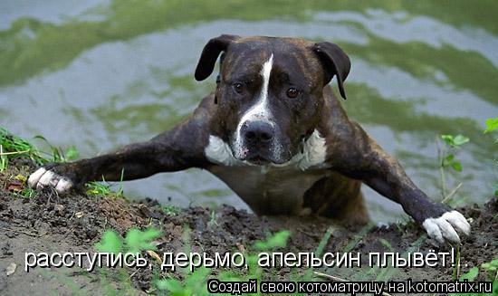 Котоматрица: расступись, дерьмо, апельсин плывёт!..