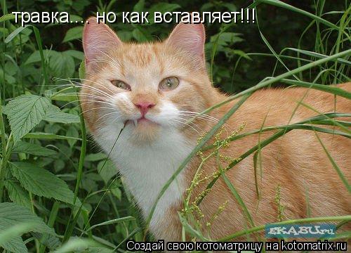 Котоматрица: травка.... но как вставляет!!!