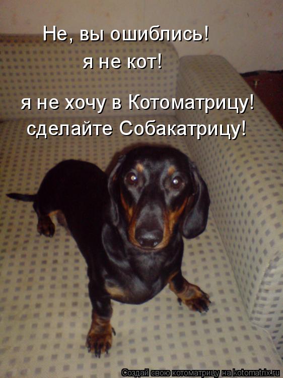 Котоматрица: Не, вы ошиблись! я не кот! я не хочу в Котоматрицу! сделайте Собакатрицу!