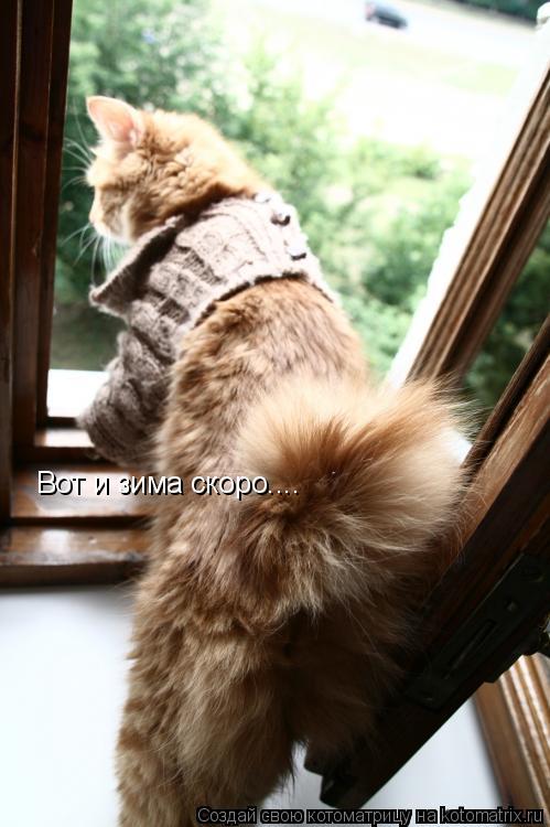 Котоматрица: Вот и зима скоро....