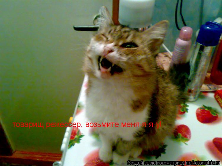 Котоматрица: товарищ режессёр, возьмите меня-я-я-у!