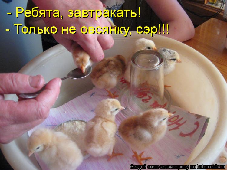 Котоматрица: - Ребята, завтракать! - Только не овсянку, сэр!!!