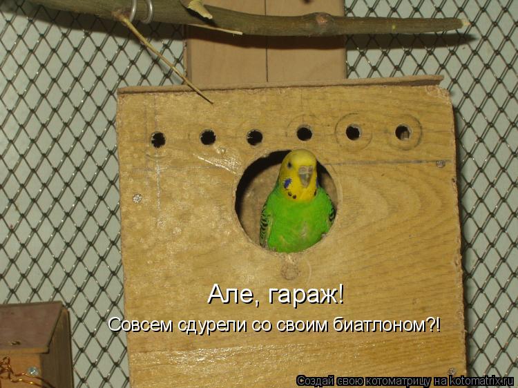 Але, гараж! Совсем сдурели со своим биатлоном?!... Котоматрица: Але, гараж! Совсем сдурели со своим биатлоном?!