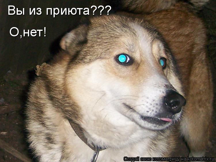 Котоматрица: Вы из приюта??? О,нет!