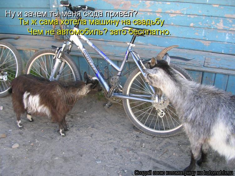 Ну и зачем ты меня сюда привёл? Ты ж сама хотела машину на свадьбу Чем не автомобиль? зато бесплатно.... Котоматрица: Ну и зачем ты меня сюда привёл? Ты ж сама хотела машину на свадьбу Чем не автомобиль? зато бесплатно.