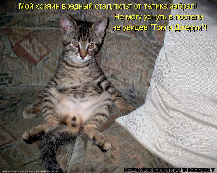 Котоматрица: Мой хозяин вредный стал,пульт от телика забрал! Не могу уснуть в постели не увидев "Том и Джерри"!
