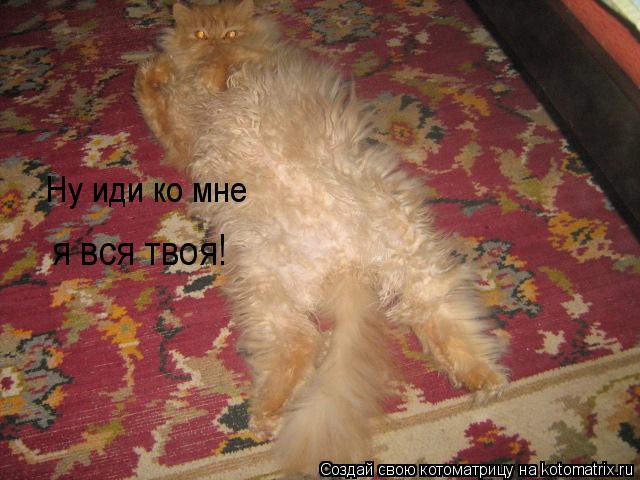 Ну иди ко мне я вся твоя!... Котоматрица: Ну иди ко мне я вся твоя!