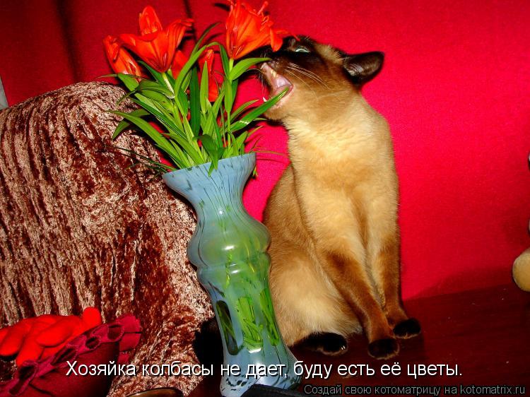 Котоматрица: Хозяйка колбасы не дает, буду есть её цветы.