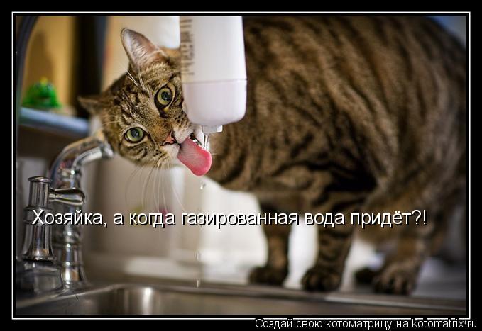 Котоматрица: Хозяйка, а когда газированная вода придёт?!