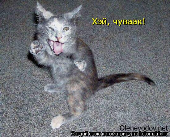 Хэй, чуваак!... Котоматрица: Хэй, чуваак!