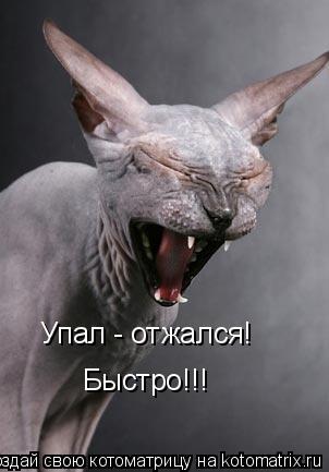Упал - отжался! Быстро!!!... Котоматрица: Упал - отжался! Быстро!!!