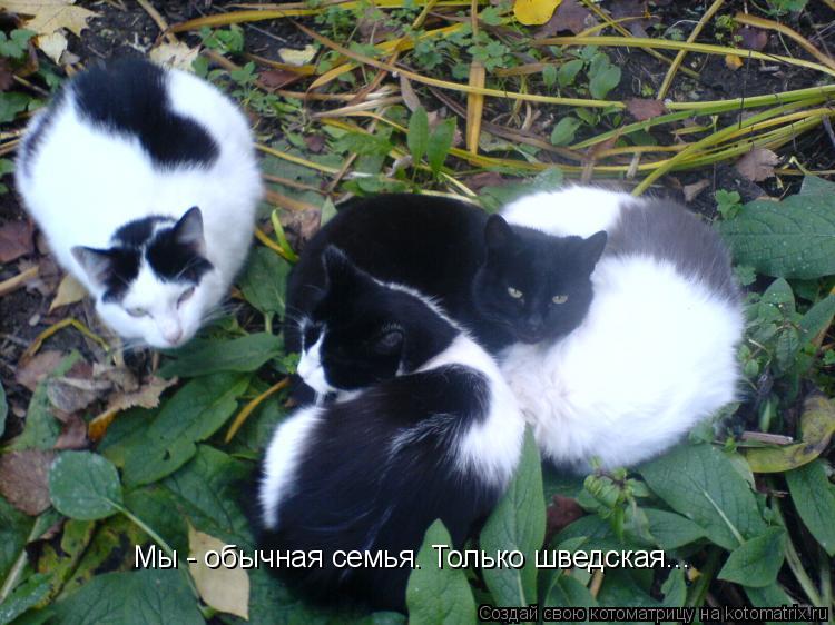 Котоматрица: Мы - обычная семья. Только шведская...