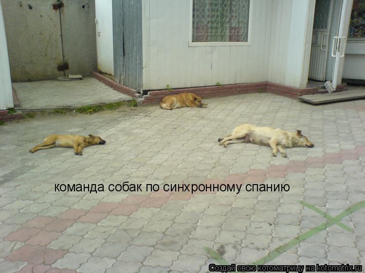 Котоматрица: команда собак по синхронному спанию