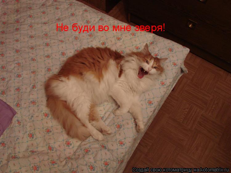 Не буди во мне зверя!... Котоматрица: Не буди во мне зверя!