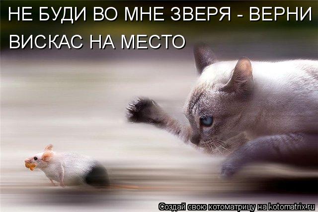 Котоматрица: НЕ БУДИ ВО МНЕ ЗВЕРЯ - ВЕРНИ ВИСКАС НА МЕСТО ВИСКАС НА МЕСТО