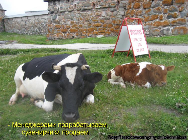 Котоматрица: - Менеджерами подрабатываем, сувенирчики продаем.