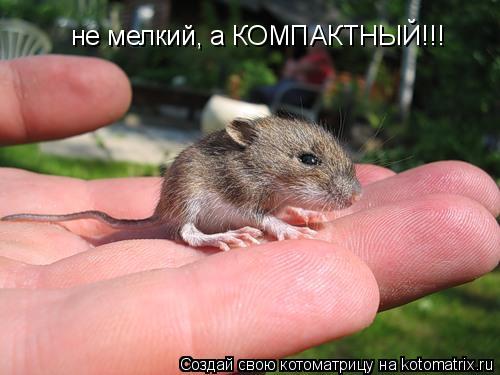 не мелкий, а КОМПАКТНЫЙ!!!... Котоматрица: не мелкий, а КОМПАКТНЫЙ!!!