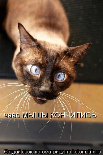 Котоматрица: чаво МЫШЫ КОНЧИЛИСЬ