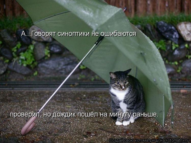 Котоматрица: А...Говорят синоптики не ошибаются проверил, но дождик пошёл на минуту раньше.