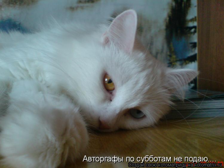 Котоматрица: Авторгафы по субботам не подаю....