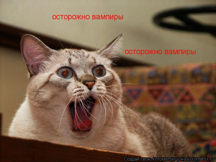 Котоматрица: осторожно вампиры  осторожно вампиры  осторожно вампиры