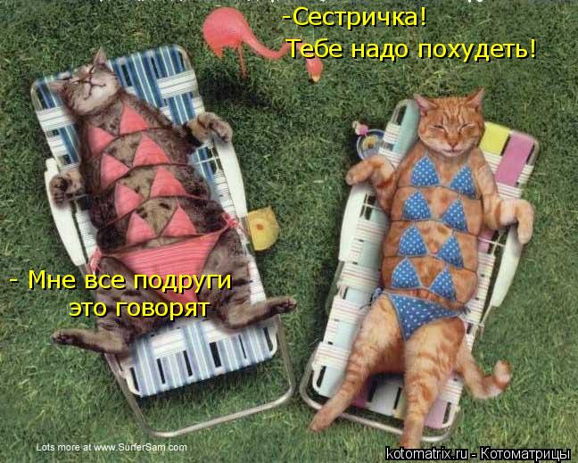 Котоматрица: -Сестричка! Тебе надо похудеть! - Мне все подруги это говорят